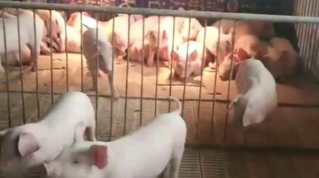 现在开始养猪还能挣钱吗？现在是不是可以养猪了-第1张图片